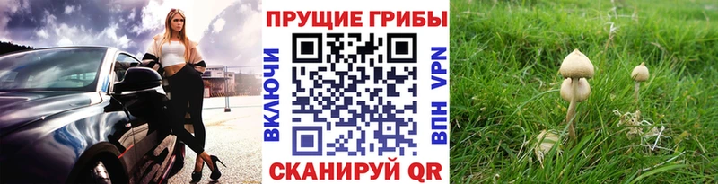 Галлюциногенные грибы GOLDEN TEACHER  Купить  Североуральск 